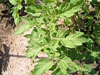 Tomate - Solanum lycopersicum (fam Solanacees) (01) (Photo F. Mrugala)
